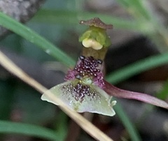 Chiloglottis formicifera