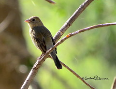 Passerina versicolor