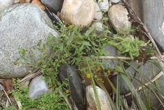 Pulicaria scabra