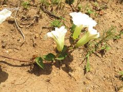 Ipomoea proxima