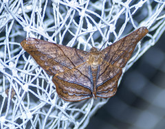 Dalima truncataria