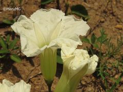 Ipomoea proxima