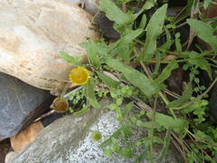 Pulicaria scabra