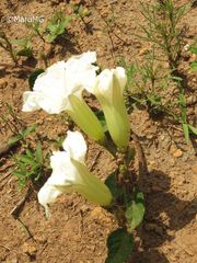 Ipomoea proxima