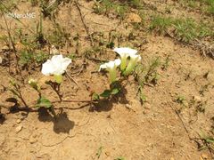 Ipomoea proxima
