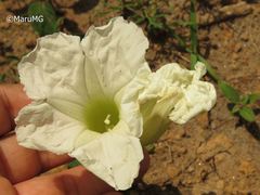 Ipomoea proxima