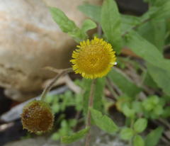Pulicaria scabra
