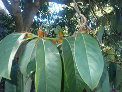 Magnolia doltsopa