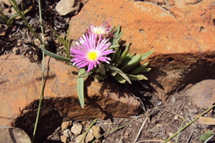 Delosperma carolinense