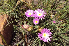 Delosperma carolinense