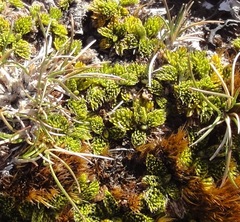 Anisotome imbricata