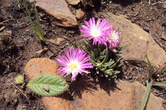 Delosperma carolinense