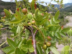 Bursera linanoe