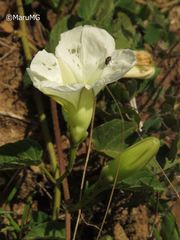 Ipomoea proxima