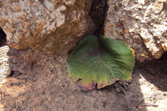 Streptocarpus vandeleurii