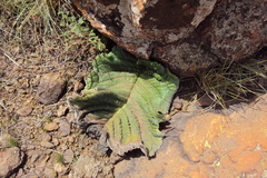 Streptocarpus vandeleurii
