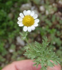 Cotula nigellifolia nigellifolia