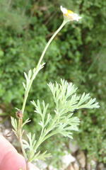 Cotula nigellifolia nigellifolia