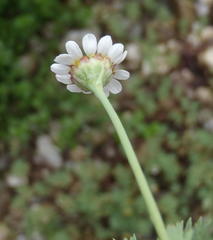 Cotula nigellifolia nigellifolia