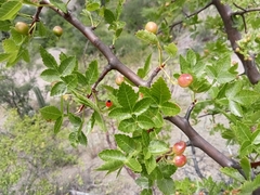 Bursera linanoe