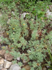 Cotula nigellifolia nigellifolia
