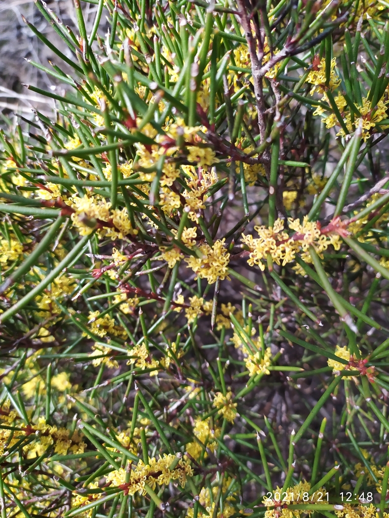 Hakea pachyphylla