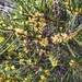 Hakea pachyphylla - Photo (c) Belinda Medlyn, some rights reserved (CC BY-NC), uploaded by Belinda Medlyn