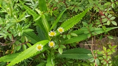 Erigeron morrisonensis fukuyamae