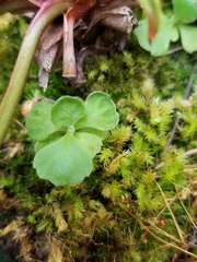 Chrysosplenium rosendahlii