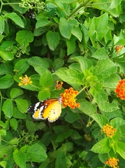 Danaus chrysippus
