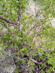 Bursera linanoe