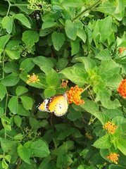Danaus chrysippus