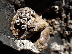 Cellana ornata