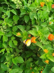 Danaus chrysippus