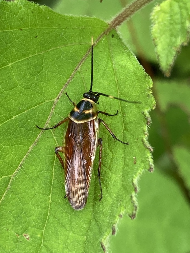 Pseudomops cinctus