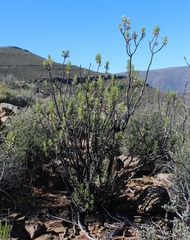 Euryops lateriflorus
