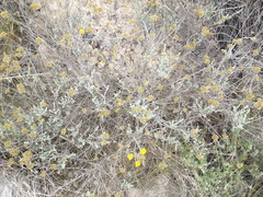 Helichrysum anomalum