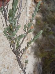 Helichrysum anomalum