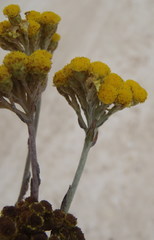 Helichrysum anomalum