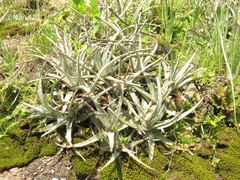Hechtia confusa
