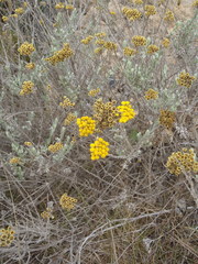 Helichrysum anomalum