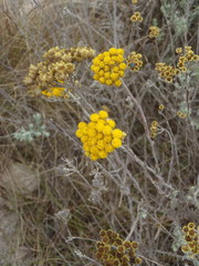 Helichrysum anomalum