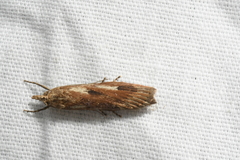 Occidentalia comptulatalis