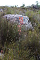 Watsonia angusta