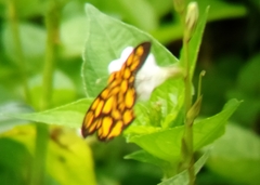 Odina hieroglyphica