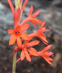 Watsonia angusta