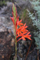 Watsonia angusta