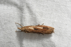 Occidentalia comptulatalis