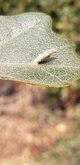 Atrusca clavuloides