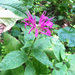 Beebalm - Photo (c) Jason Whittle, some rights reserved (CC BY-NC-ND), uploaded by Jason Whittle